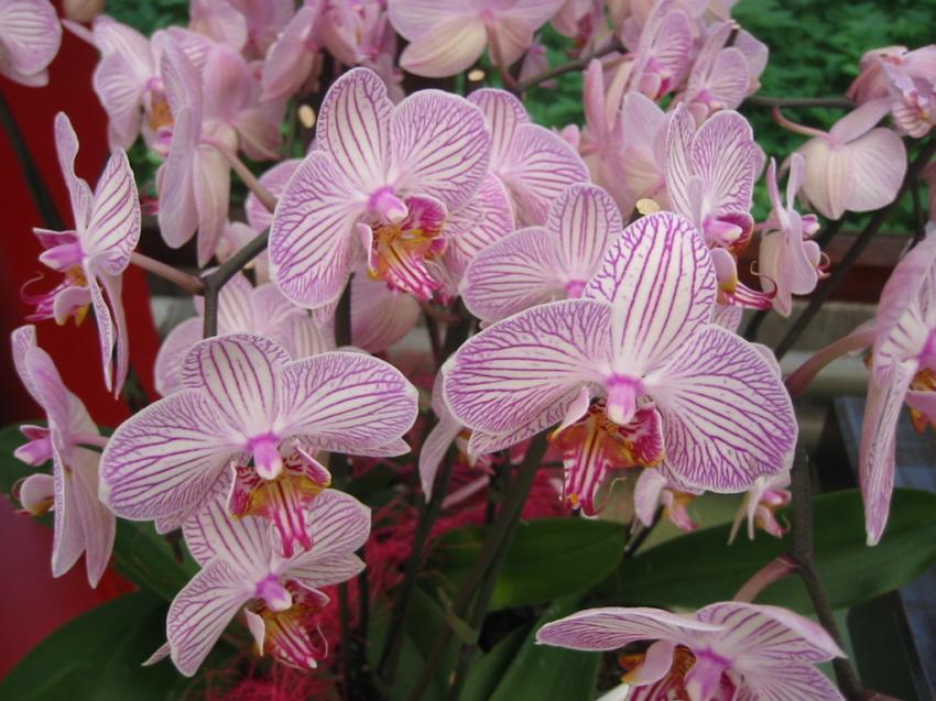 Orchide rose