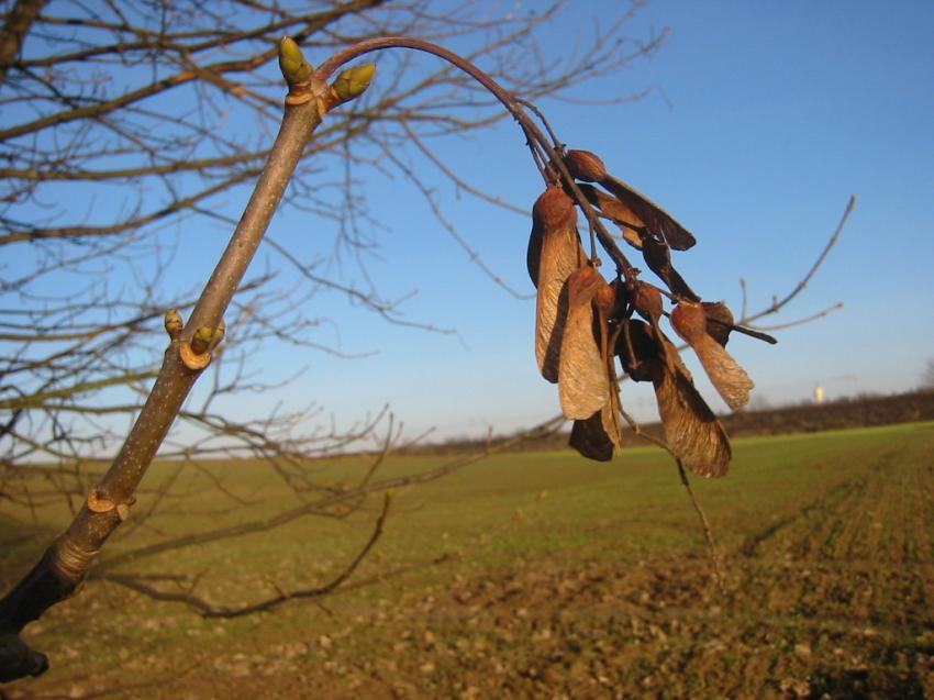 Bourgeons et feuilles mortes