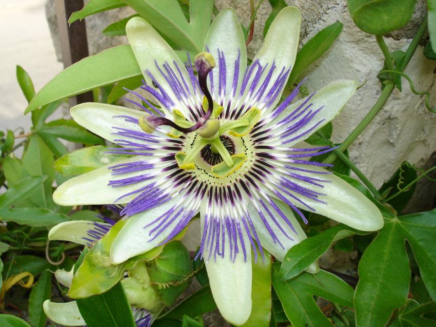 Passiflora