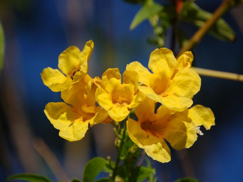 fleurs jaunes