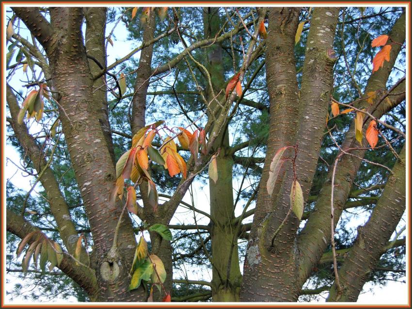 Dernires feuilles