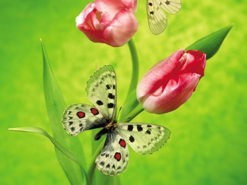 Papillons