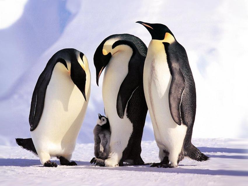 penguin