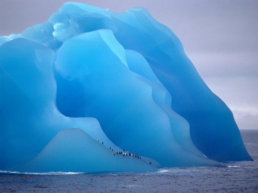Penguins