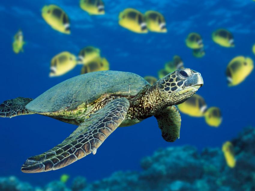 tortue de mer