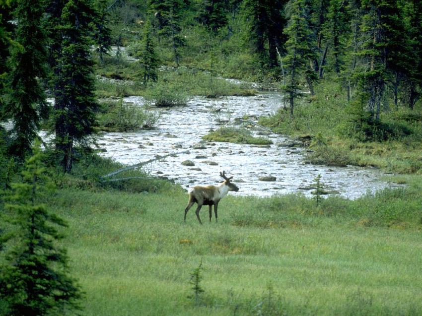 Caribou
