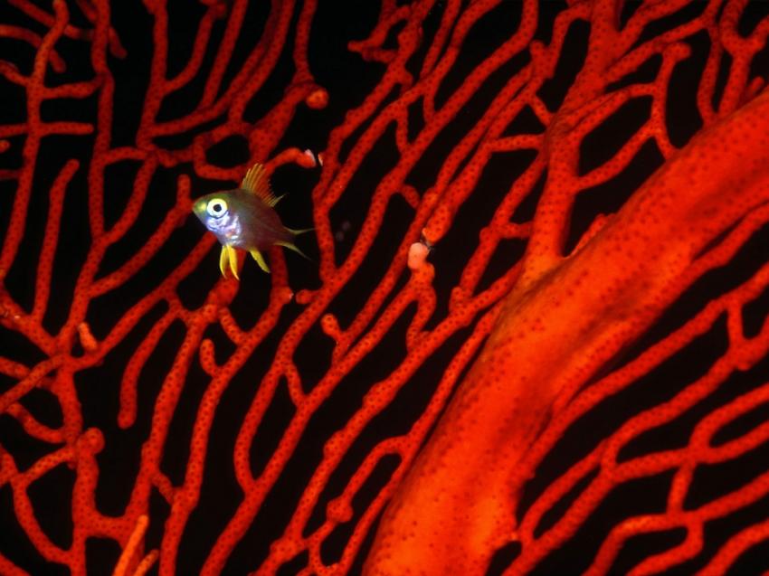 Red coral