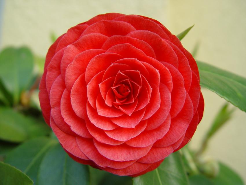 Fleur