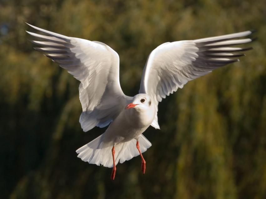 Mouette