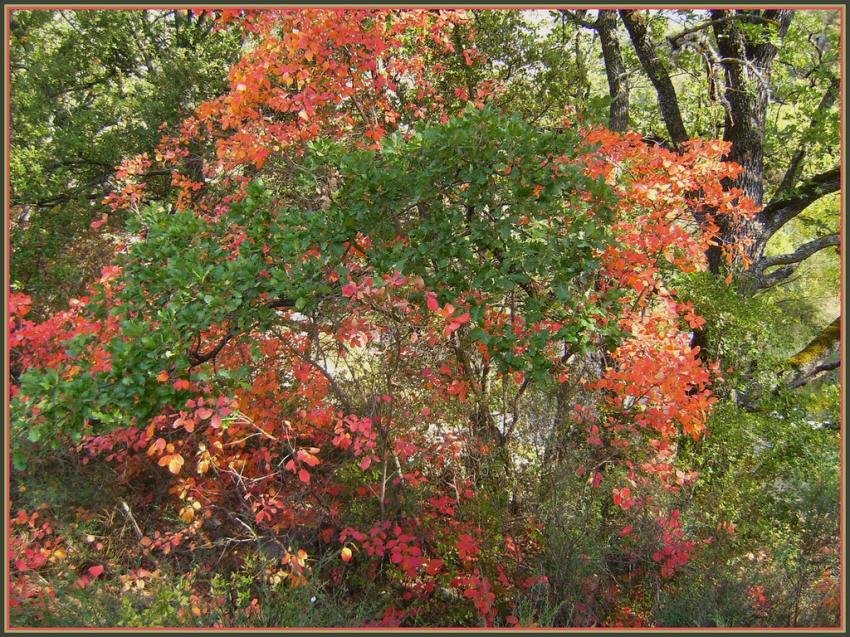 Automne en Provence