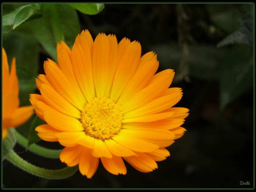 Fleur orange