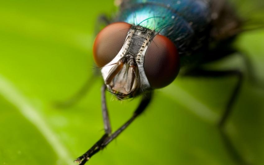 Insectes
