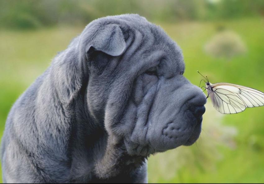 Chien vs Papillon