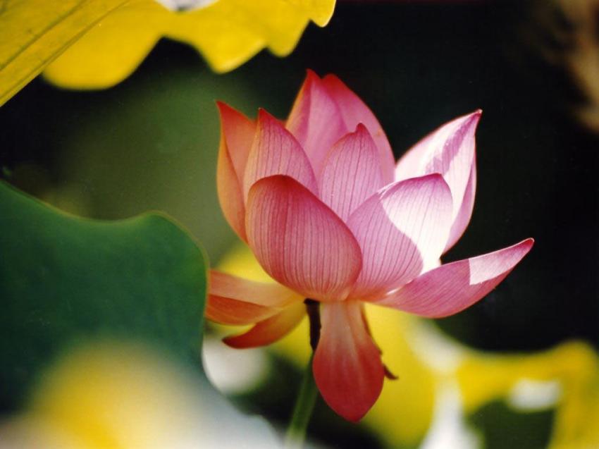Day lily fleur