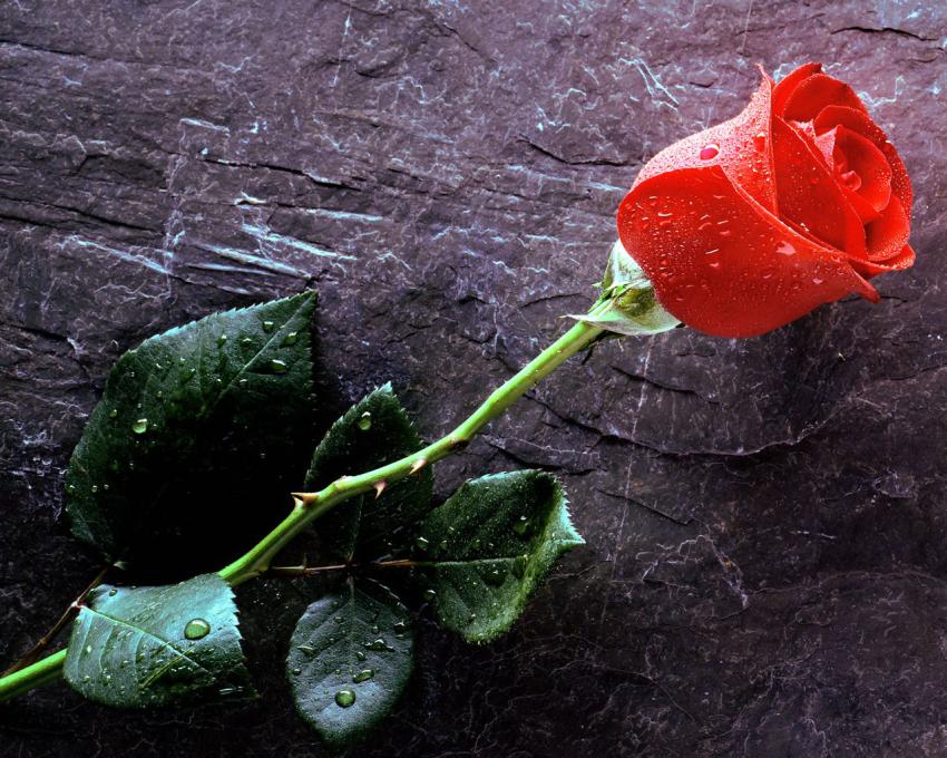 Rose rouge