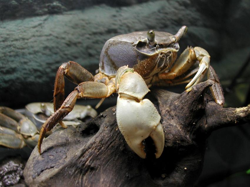 crabe