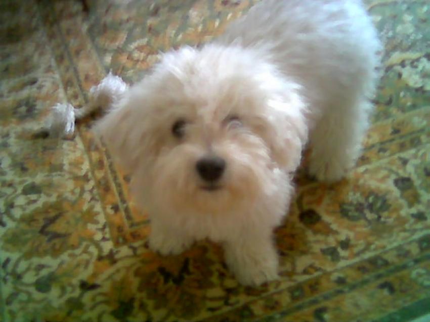 Bichon maltais