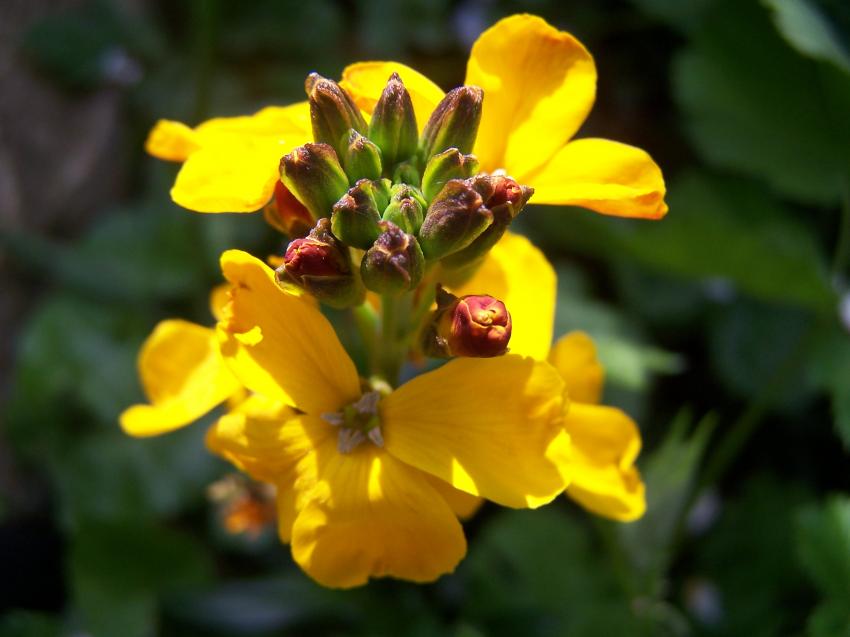 fleur du jardin