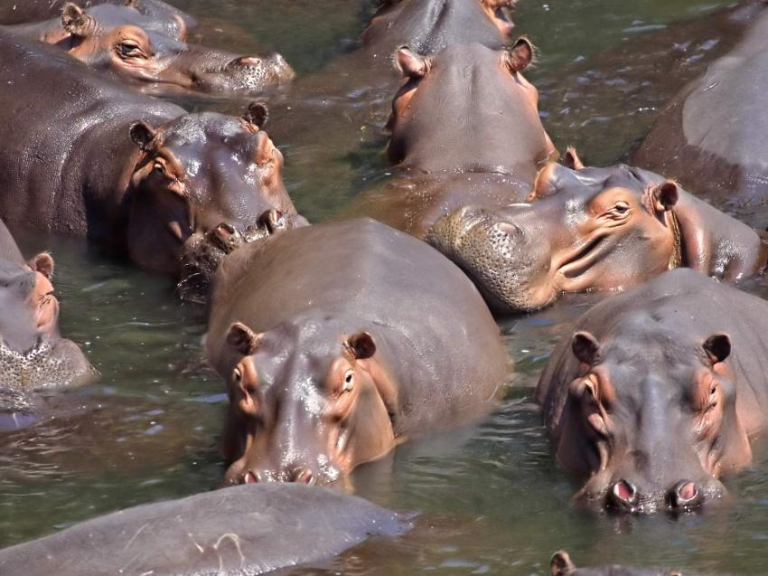 Hippopotames