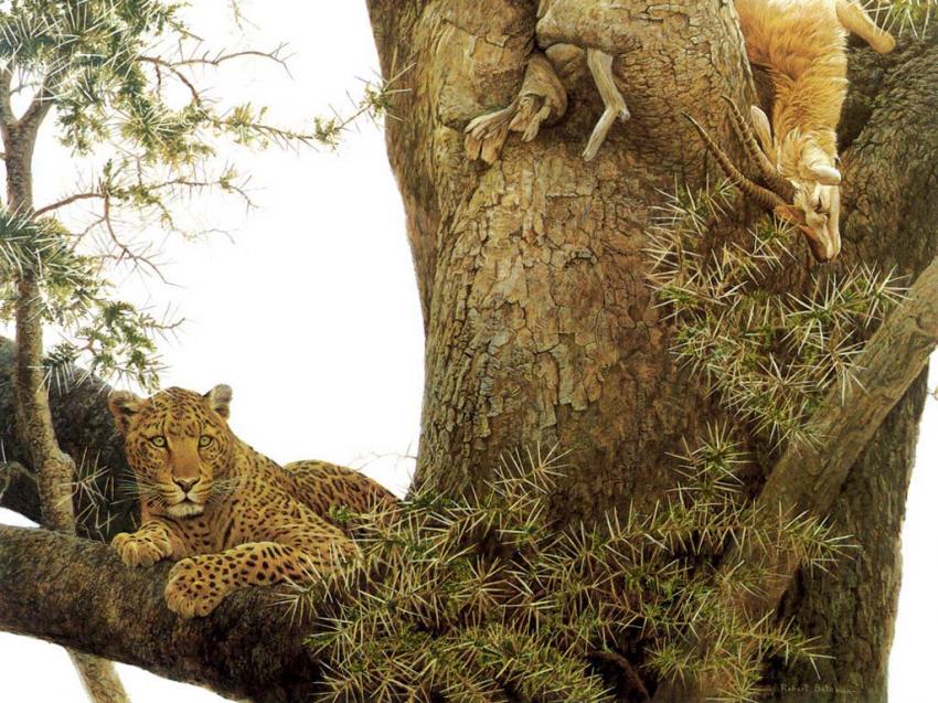 Lopard
