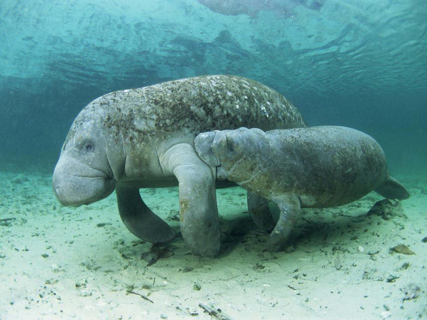dugong