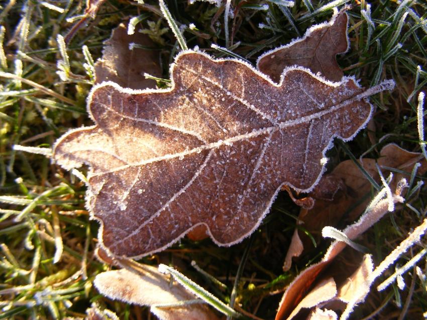 feuille givre