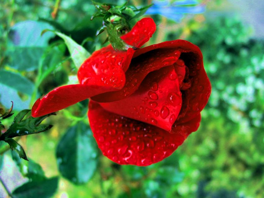 rose