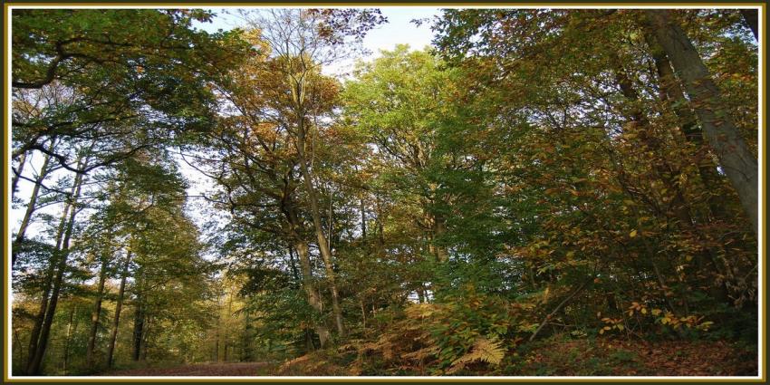 Automne en fort picarde