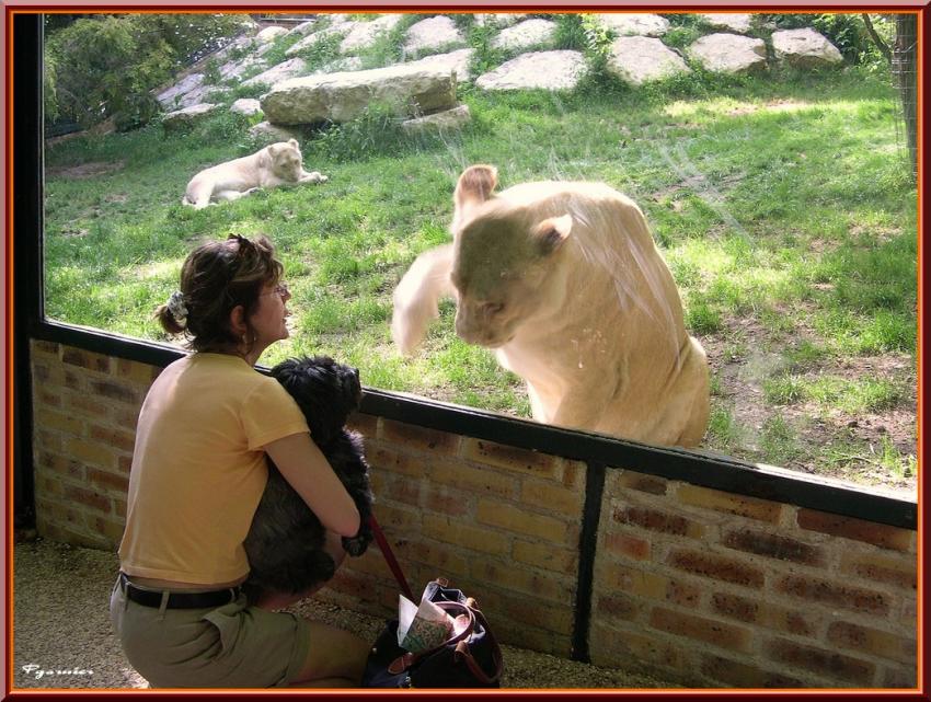 La lionne et le chien.