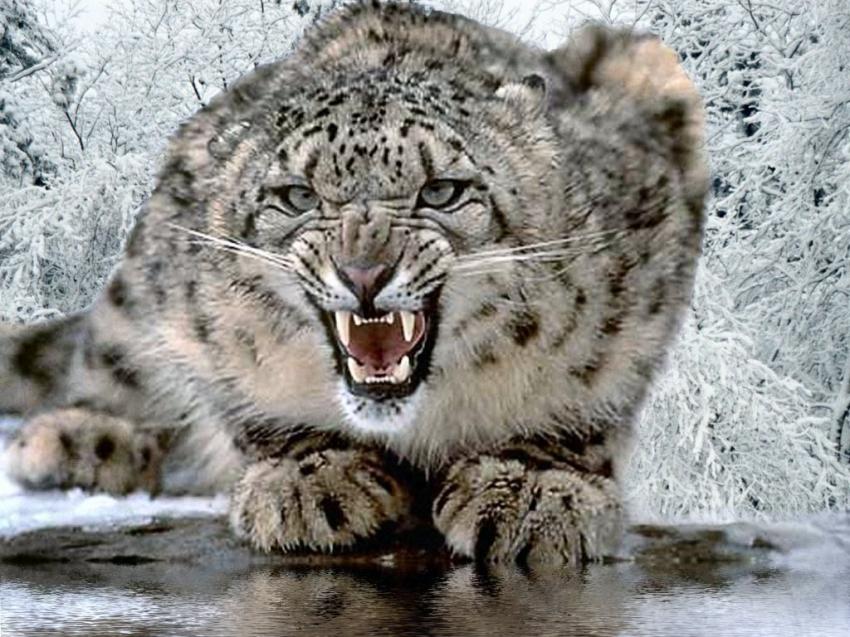 lopard