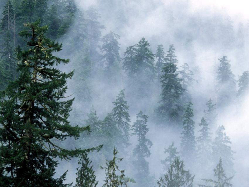 brume foret