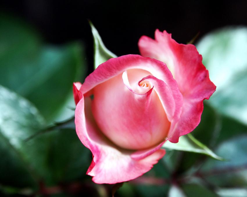 rose