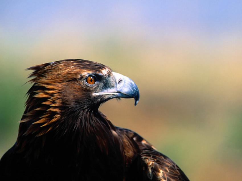 Aigle
