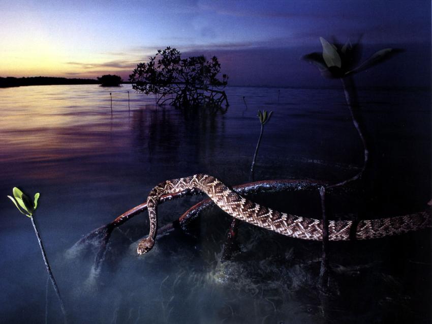 Serpent