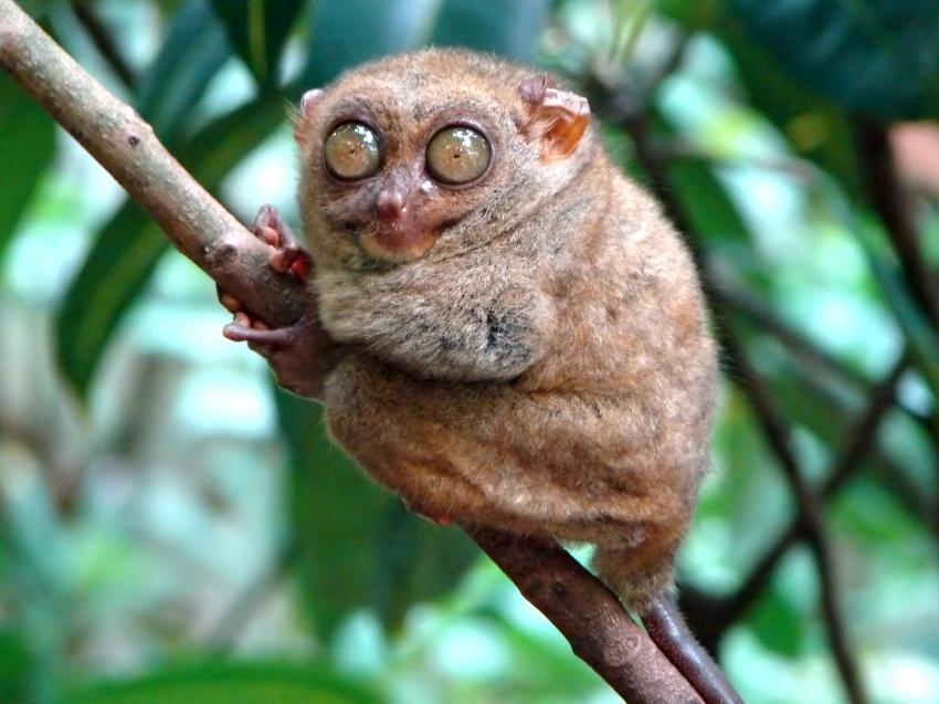 singe - Tarsier