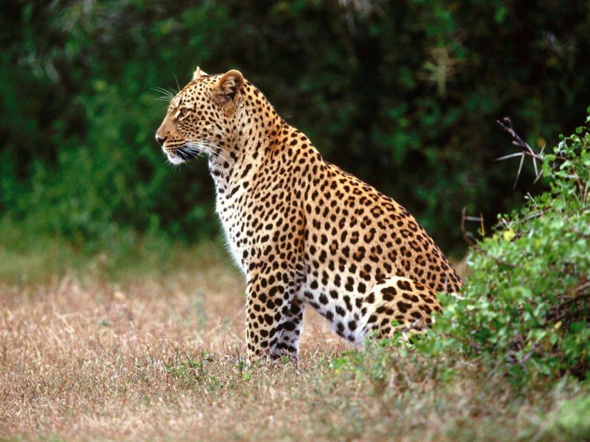 Lopard