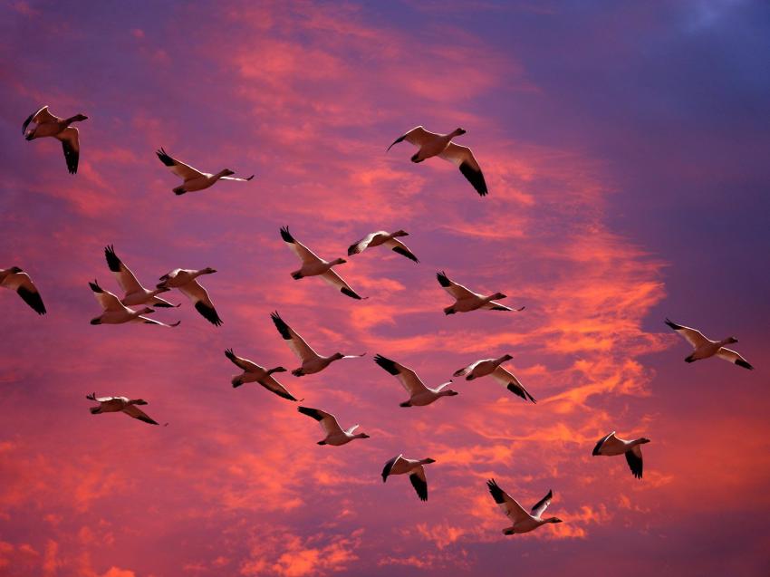 oiseaux de mer