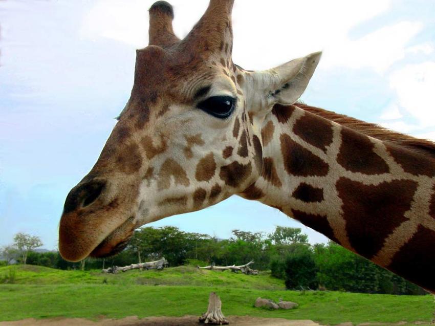 Girafe