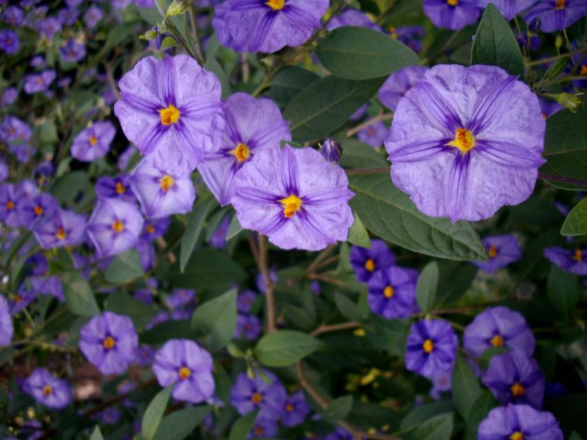 Cloche violette