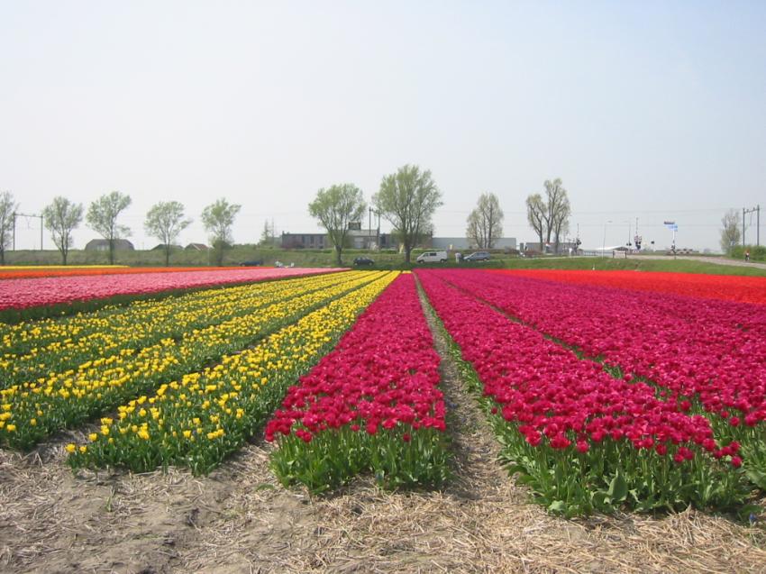 Champs de tulipes en Hollande