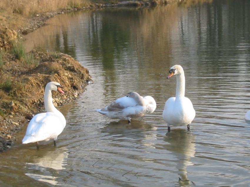 Cygnes
