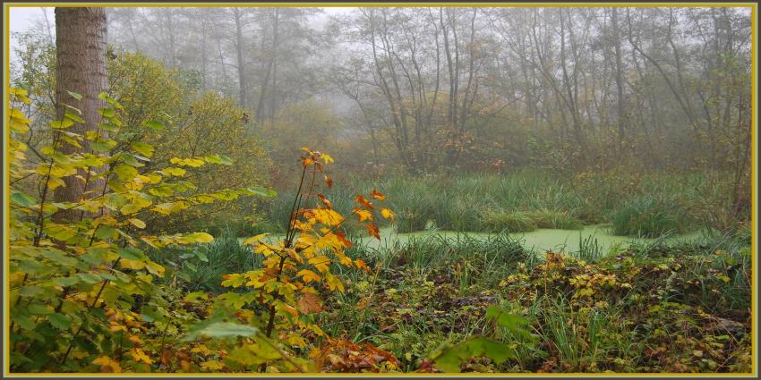 Marcages le long de la Somme