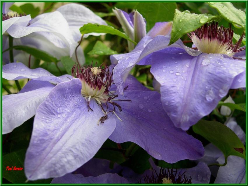 Les fleurs du jardin