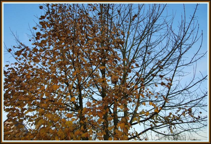 Automne ou hiver ?
