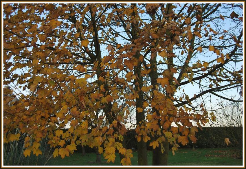 Dernires feuilles