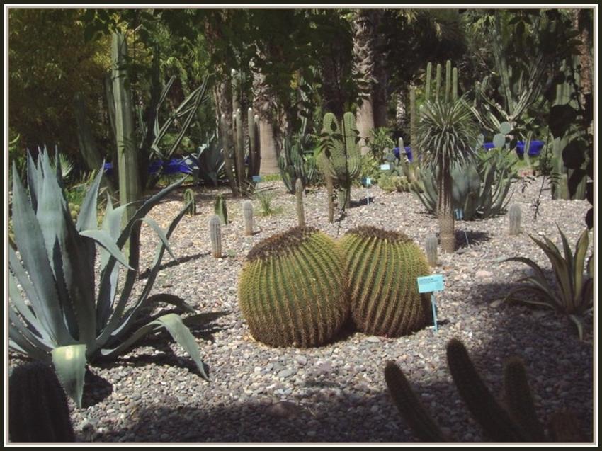 Cactus-boule