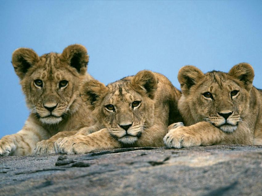 lionceaux