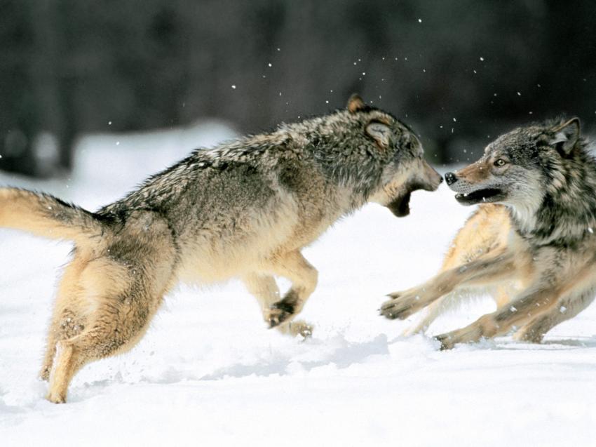 Loup