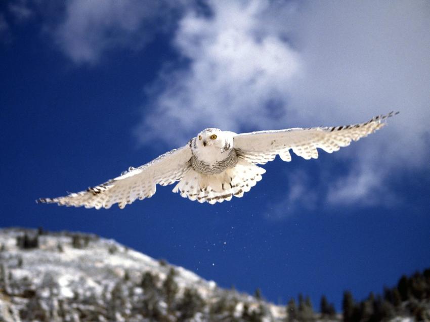 Hibou