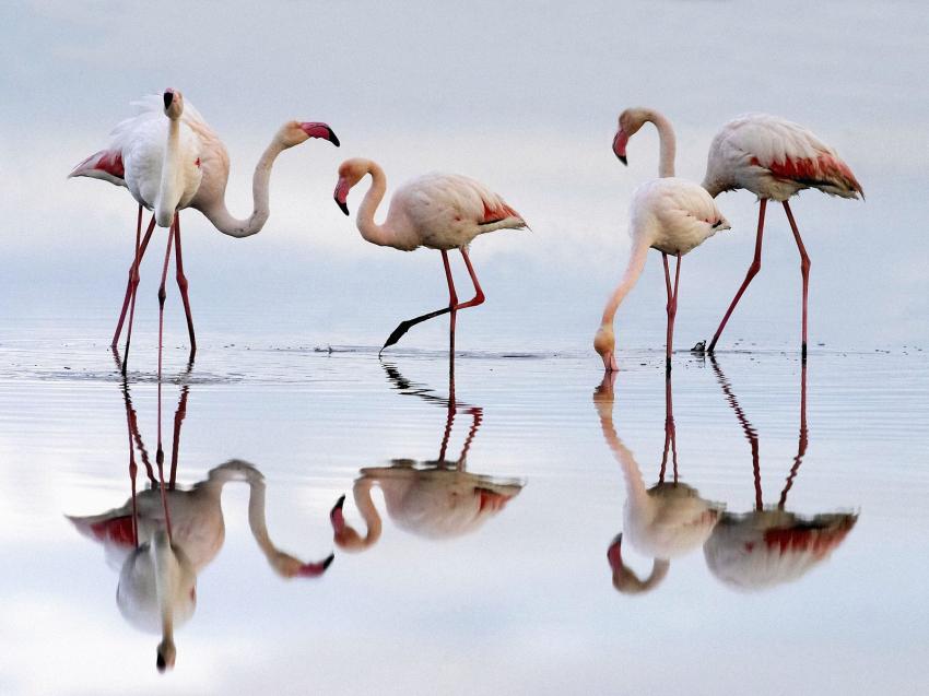 Flamant rose